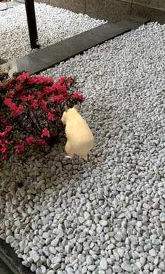 我的仓鼠中文版免费下载