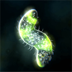 孢子生物最新版